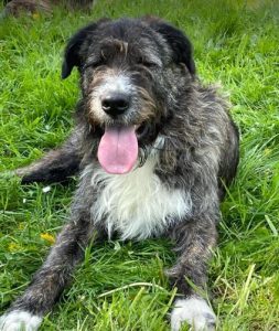 Oscar a brown and white Romanian rescue dog | 1 Dog at a Time Rescue UK