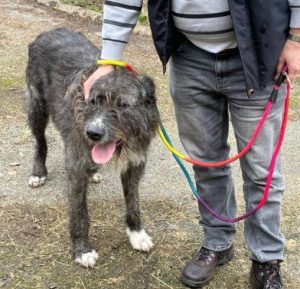 Oscar a brown and white Romanian rescue dog | 1 Dog at a Time Rescue UK