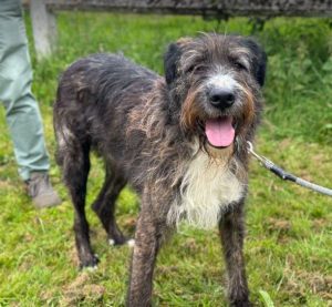 Oscar a brown and white Romanian rescue dog | 1 Dog at a Time Rescue UK