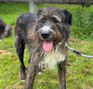 Oscar a brown and white Romanian rescue dog | 1 Dog at a Time Rescue UK