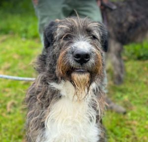 Oscar a brown and white Romanian rescue dog | 1 Dog at a Time Rescue UK