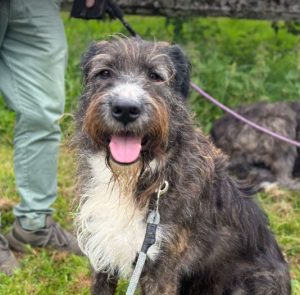 Oscar a brown and white Romanian rescue dog | 1 Dog at a Time Rescue UK