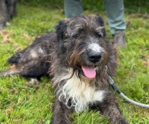 Oscar a brown and white Romanian rescue dog | 1 Dog at a Time Rescue UK