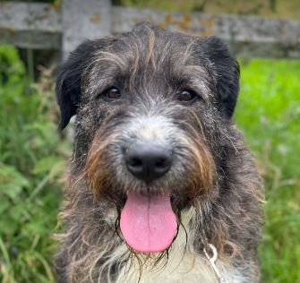 Oscar a brown and white Romanian rescue dog | 1 Dog at a Time Rescue UK