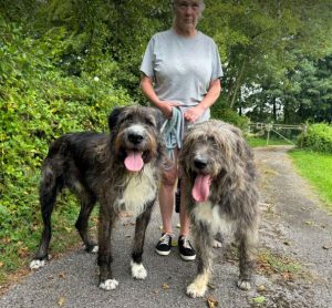 Oscar a brown and white Romanian rescue dog | 1 Dog at a Time Rescue UK