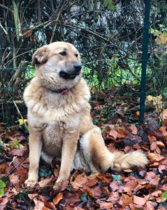 Reba a fawn Romanian rescue dog 1 | 1 Dog at a Time Rescue UK