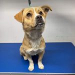 Rudy a tan rescue dog | 1 dog at a time rescue UK