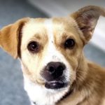 Rudy a tan rescue dog | 1 dog at a time rescue UK