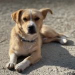 Rudy a tan rescue dog | 1 dog at a time rescue UK