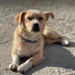 Rudy a tan rescue dog | 1 dog at a time rescue UK