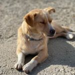 Rudy a tan rescue dog | 1 dog at a time rescue UK