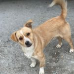 Rudy a tan rescue dog | 1 dog at a time rescue UK