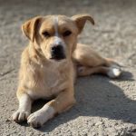 Rudy a tan rescue dog | 1 dog at a time rescue UK