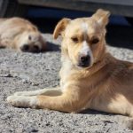 Rudy a tan rescue dog | 1 dog at a time rescue UK