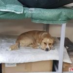 Rudy a tan rescue dog | 1 dog at a time rescue UK