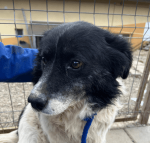 Bango a black and white romanian rescue dog | 1 dog at a time rescue UK