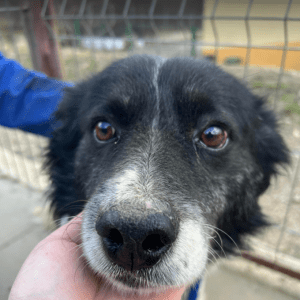 Bango a black and white romanian rescue dog | 1 dog at a time rescue UK