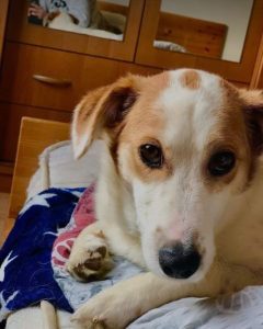 Lilli a white and tan Romanian rescue dog | 1 Dog at a Time Rescue UK