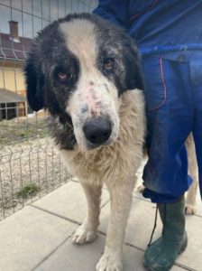 Walter, a black and white Romanian rescue dog | 1 Dog at a Time Rescue UK