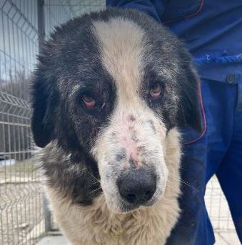 Walter, a black and white Romanian rescue dog | 1 Dog at a Time Rescue UK