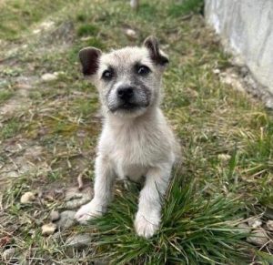 Molly-Mae a fawn rescue dog | 1 dog at a time rescue UK