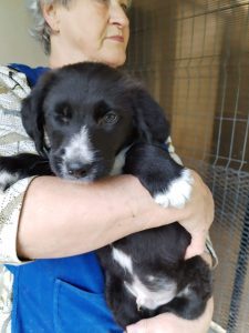 Nacho a black Romanian rescue dog | 1 Dog at a Time Rescue UK