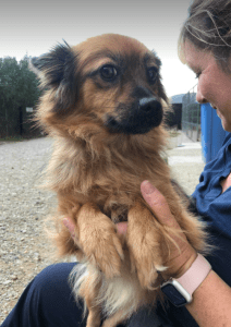 Bella a Romanian rescue dog | 1 dog at a time rescue UK