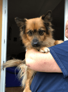 Bella a Romanian rescue dog | 1 dog at a time rescue UK