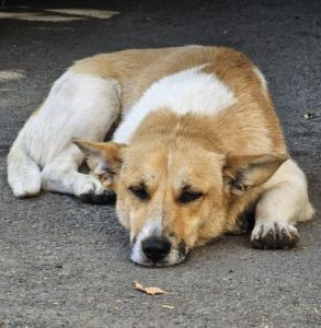 Buddy a tan and white rescue dog | 1 dog at a time rescue UK