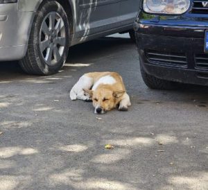 Buddy a tan and white rescue dog | 1 dog at a time rescue UK