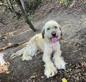 Gemma a cream rescue dog | 1 dog at a time rescue UK