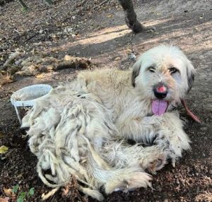 Gemma a cream rescue dog | 1 dog at a time rescue UK