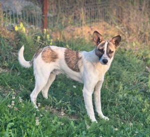 Timmy a white and tan rescue dog | 1 dog at a time rescue UK