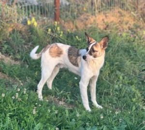 Timmy a white and tan rescue dog | 1 dog at a time rescue UK