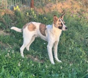 Timmy a white and tan rescue dog | 1 dog at a time rescue UK