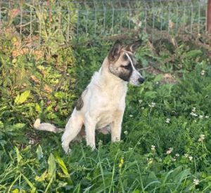 Timmy a white and tan rescue dog | 1 dog at a time rescue UK