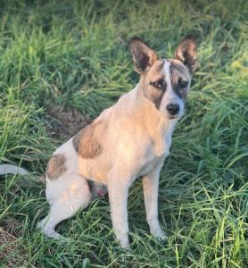 Timmy a white and tan rescue dog | 1 dog at a time rescue UK