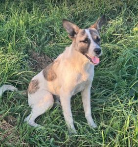 Timmy a white and tan rescue dog | 1 dog at a time rescue UK