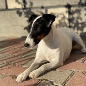 Yolanda a black and white rescue dog | 1 dog at a time rescue UK