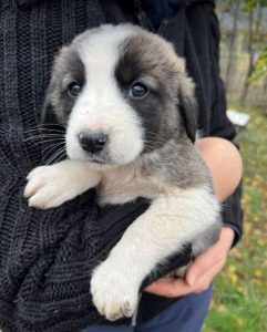 Amber a grey and white rescue dog | 1 dog at a time rescue UK