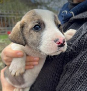 Ashley a grey and white rescue dog | 1 dog at a time rescue UK