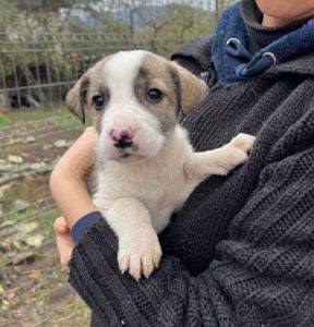 Ashley a grey and white rescue dog | 1 dog at a time rescue UK