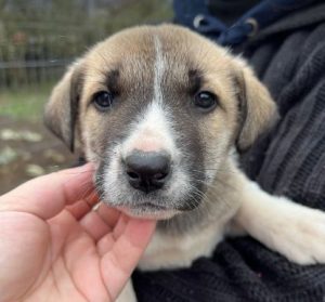 Denny a grey and white rescue dog | 1 dog at a time rescue UK