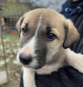 Denny a grey and white rescue dog | 1 dog at a time rescue UK