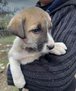 Denny a grey and white rescue dog | 1 dog at a time rescue UK