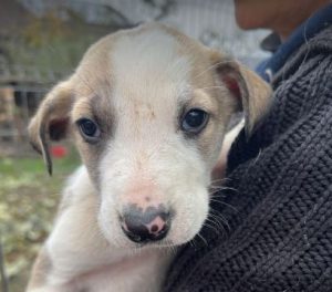 Digby a brown and white rescue dog | 1 dog at a time rescue UK