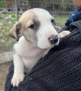 Digby a brown and white rescue dog | 1 dog at a time rescue UK