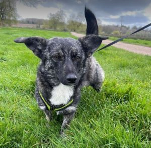 Daisy a black and brown rescue dog | 1 dog at a time rescue UK