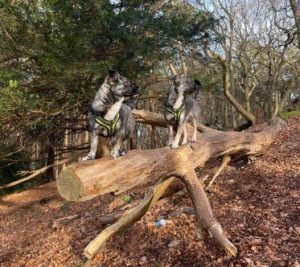 Daisy a black and brown rescue dog | 1 dog at a time rescue UK