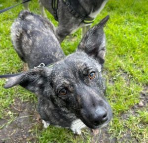 Daisy a black and brown rescue dog | 1 dog at a time rescue UK